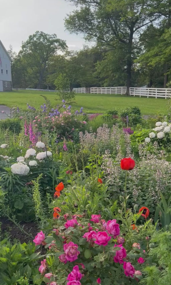 Cottage garden in spring with poppies, roses, and peony