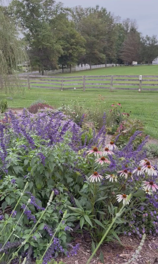 willow tree with a cottage garden of salvia, roses, and coneflower.