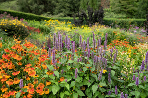 Blue Giant Anise Hyssop Seeds