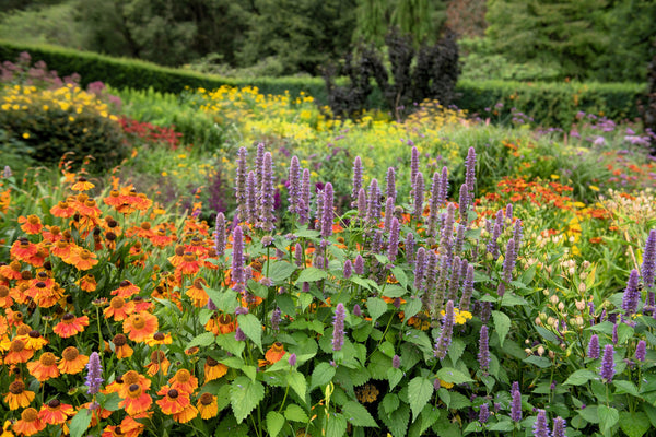 Blue Giant Anise Hyssop Seeds
