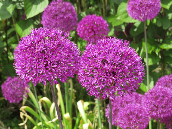 Star of Persian Allium Seeds