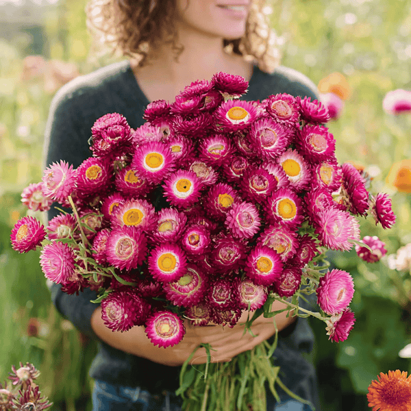 Purple-Red Strawflower Seeds