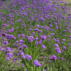 Purple Top Vervain Seeds