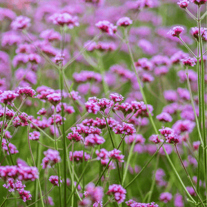 Purple Top Vervain Seeds