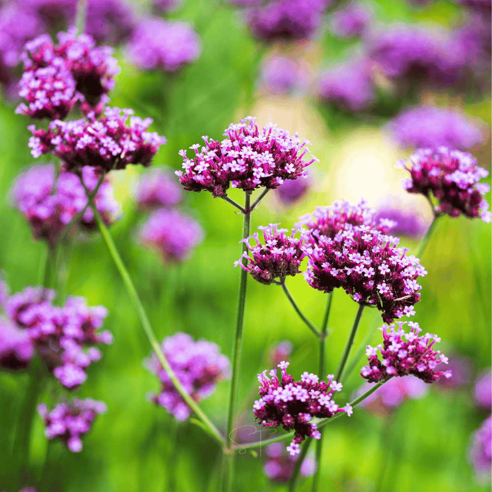 Purple Top Vervain Seeds