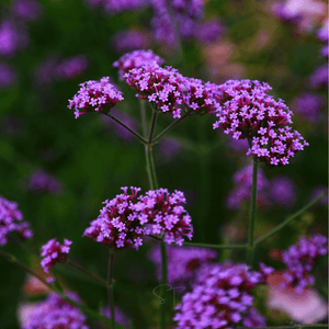 Purple Top Vervain Seeds