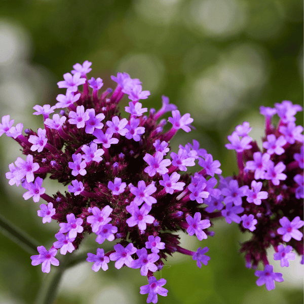 Purple Top Vervain Seeds