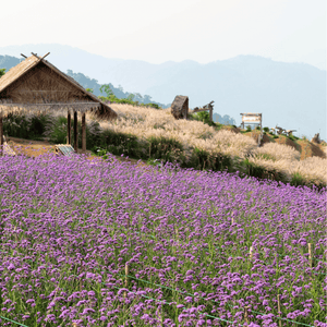 Purple Top Vervain Seeds