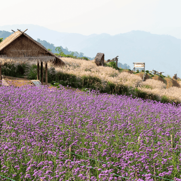 Purple Top Vervain Seeds