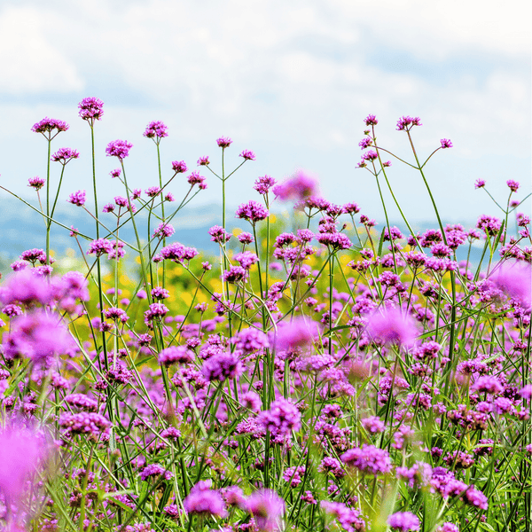 Purple Top Vervain Seeds