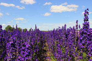 Black Knight Pacific Giant Delphinium Seeds