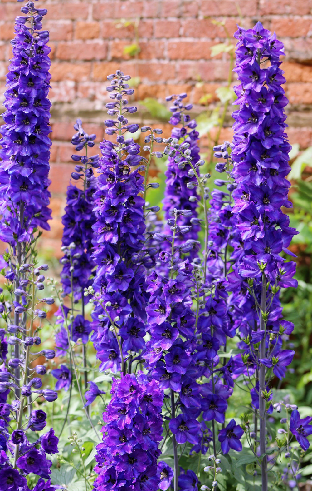 Black Knight Pacific Giant Delphinium Seeds