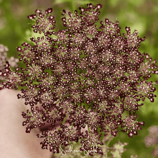 Chocolate Lace Queen Anne's Lace Seeds