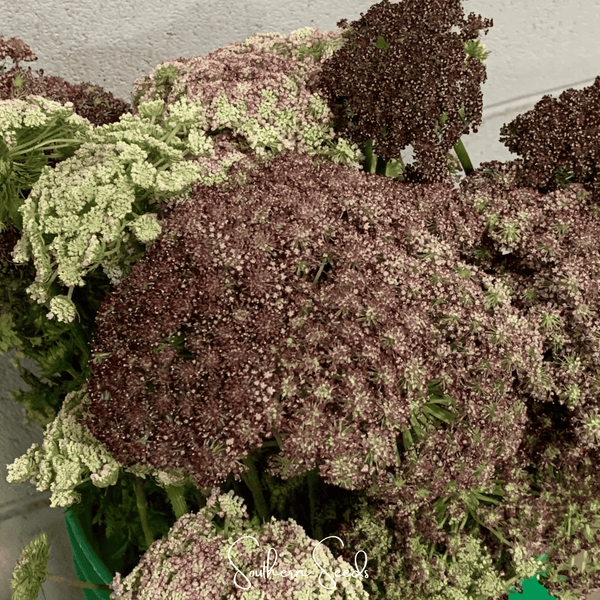 Chocolate Lace Queen Anne's Lace Seeds
