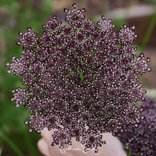 Chocolate Lace Queen Anne's Lace Seeds