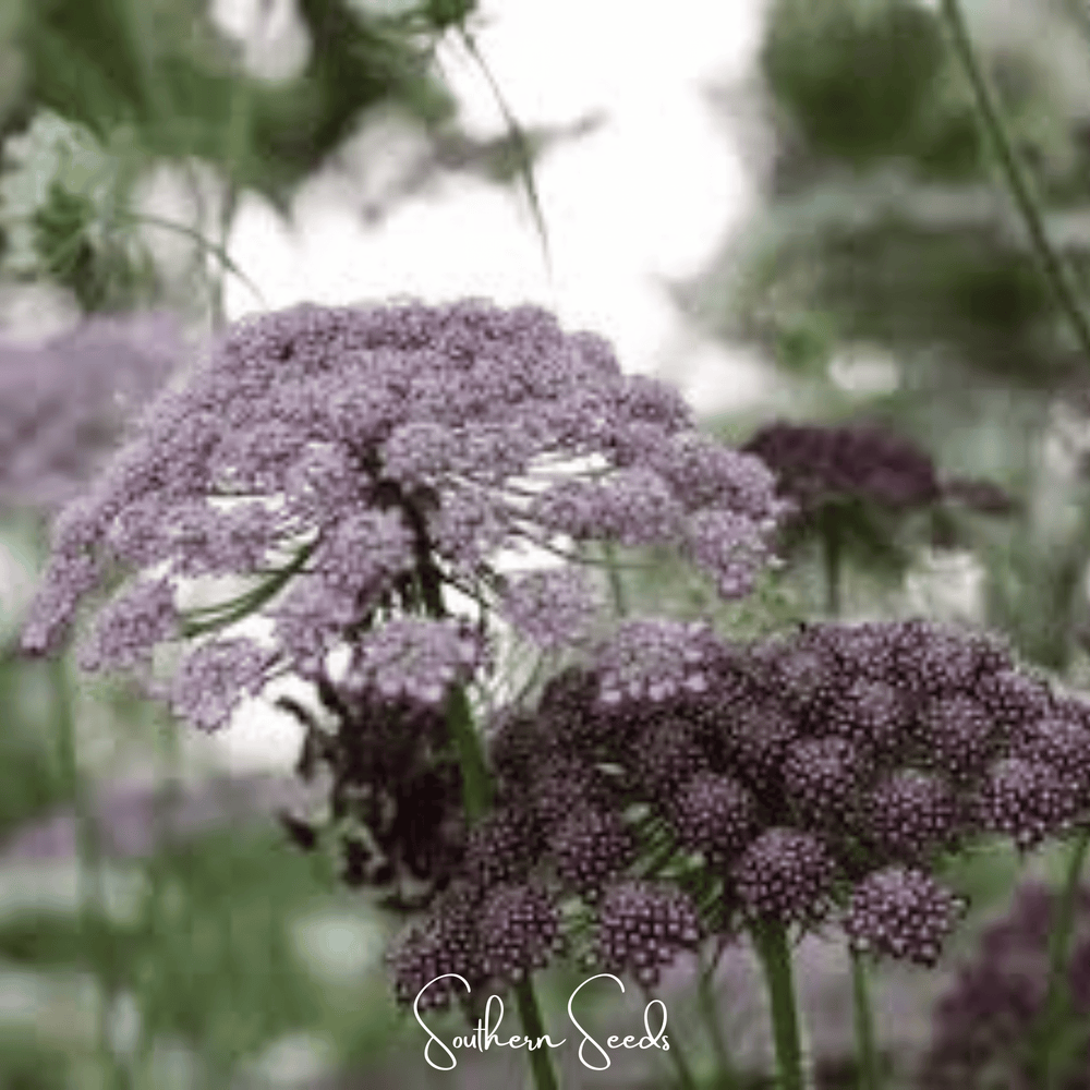 Chocolate Lace Queen Anne's Lace Seeds