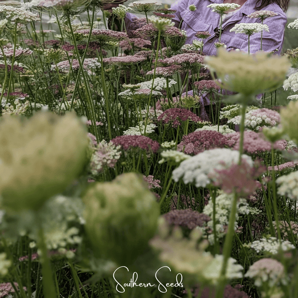 Chocolate Lace Queen Anne's Lace Seeds