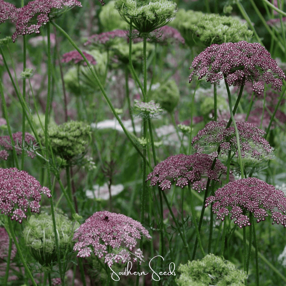 Chocolate Lace Queen Anne's Lace Seeds