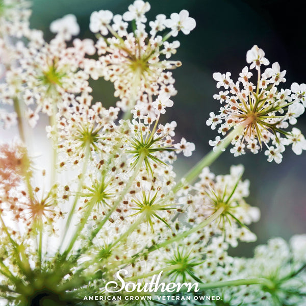Queen Anne’s Lace Seeds