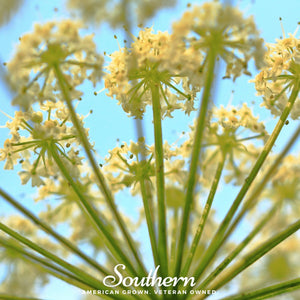 Queen Anne’s Lace Seeds