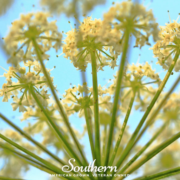 Queen Anne’s Lace Seeds