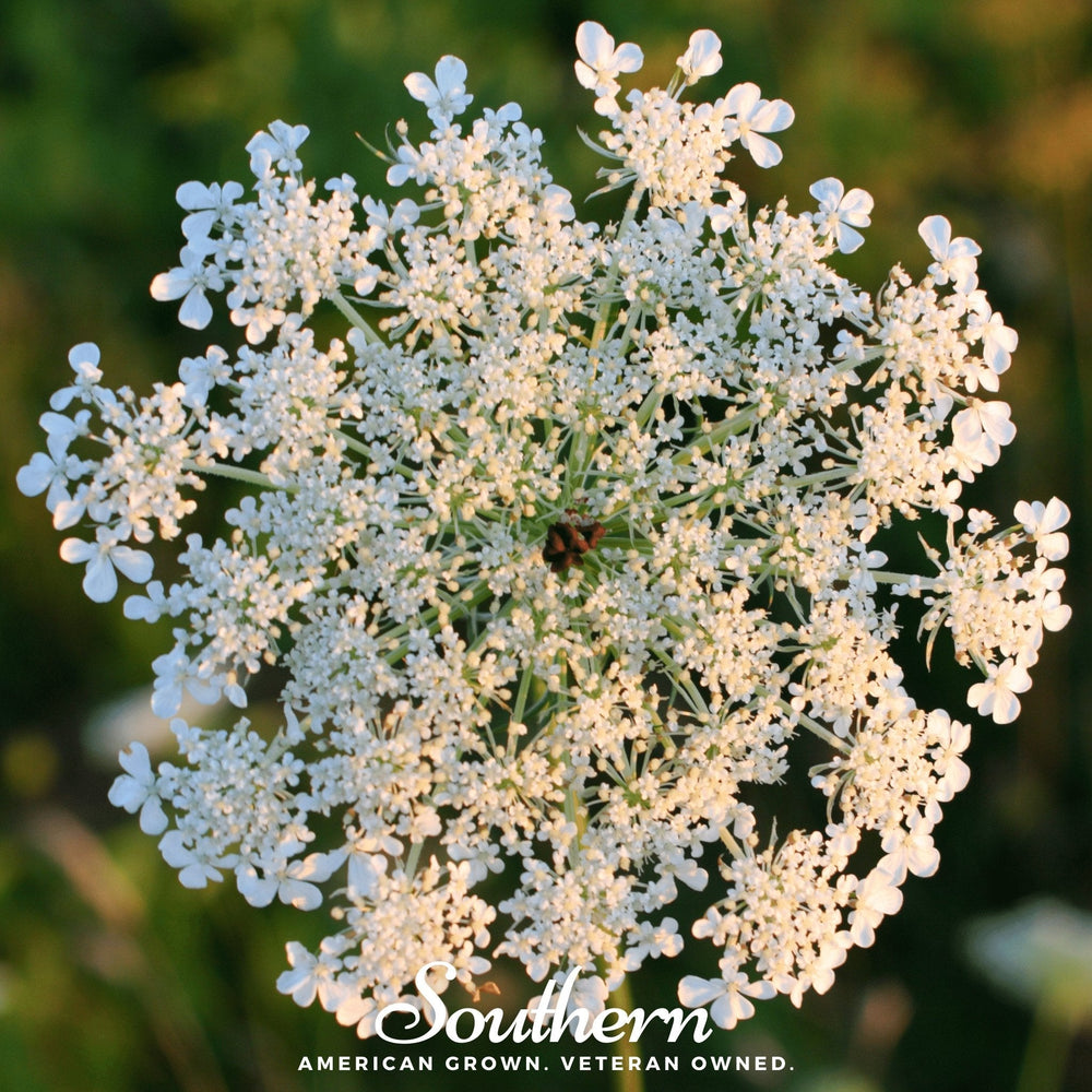 Queen Anne’s Lace Seeds