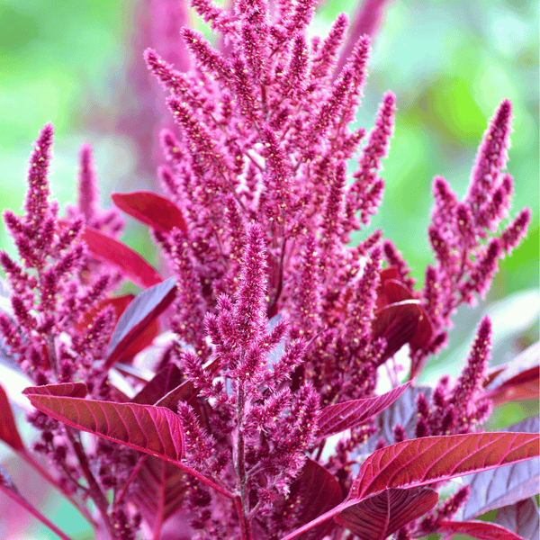 Red Garnet Amaranth Seeds