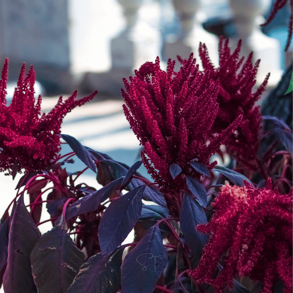Red Garnet Amaranth Seeds