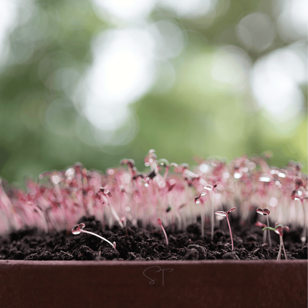 Red Garnet Amaranth Seeds