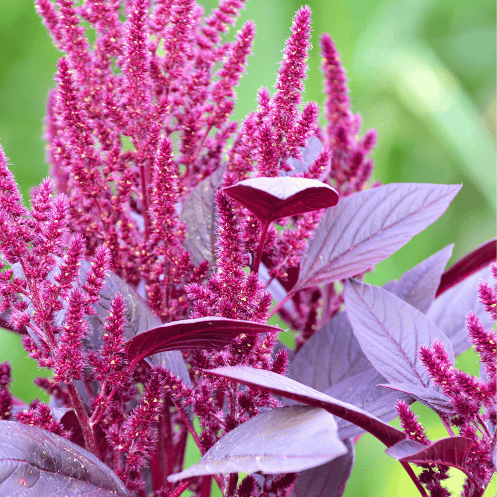 Red Garnet Amaranth Seeds