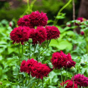 Red Peony Poppy Seeds