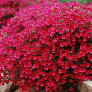Cascade Red Rockcress Seeds