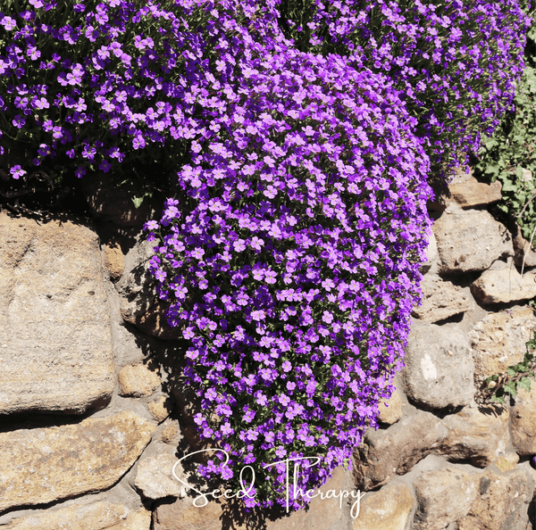 Purple Rockcress Seeds