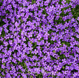 Purple Rockcress Seeds