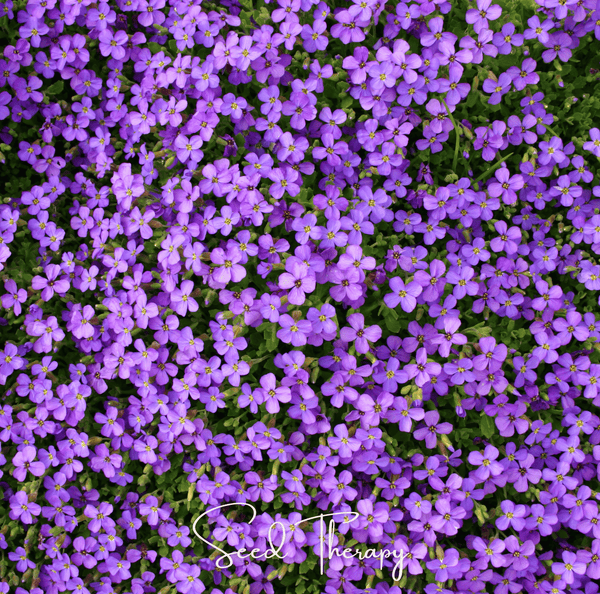 Purple Rockcress Seeds