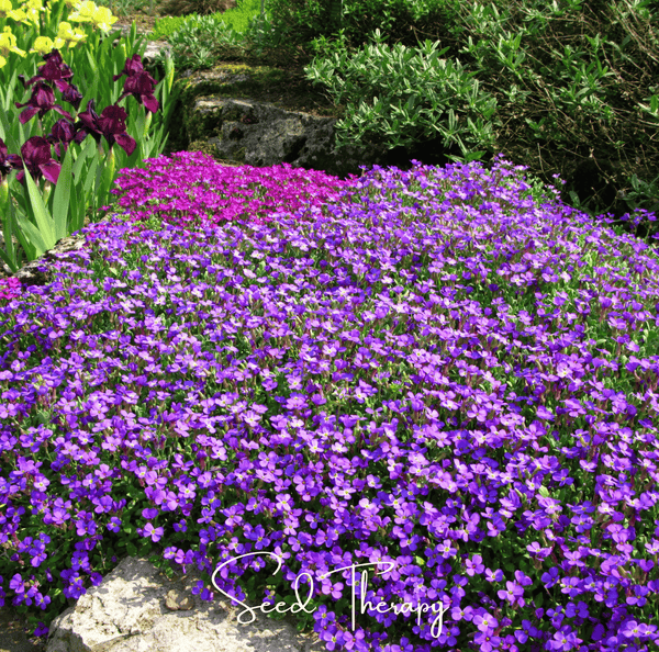 Purple Rockcress Seeds