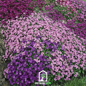 Royal Rockcress Mix Seeds