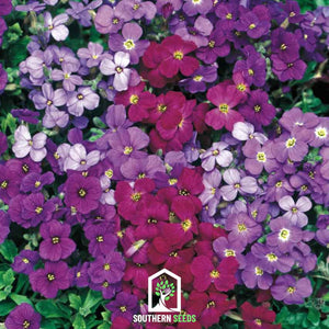 Royal Rockcress Mix Seeds