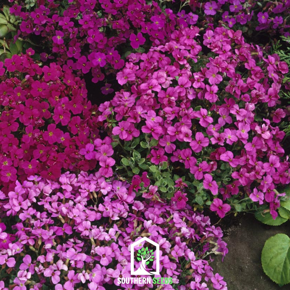 Royal Rockcress Mix Seeds