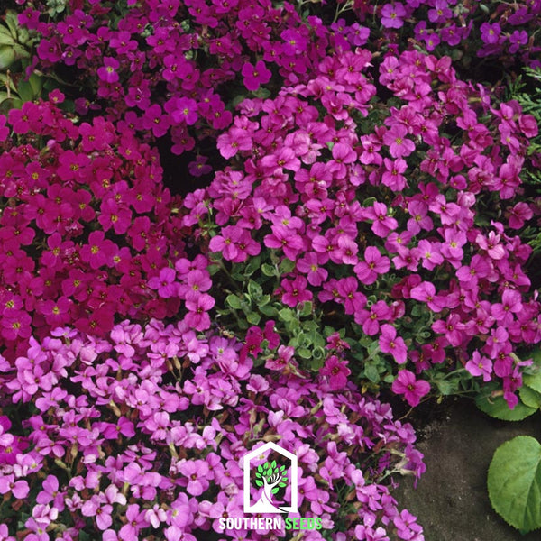 Royal Rockcress Mix Seeds