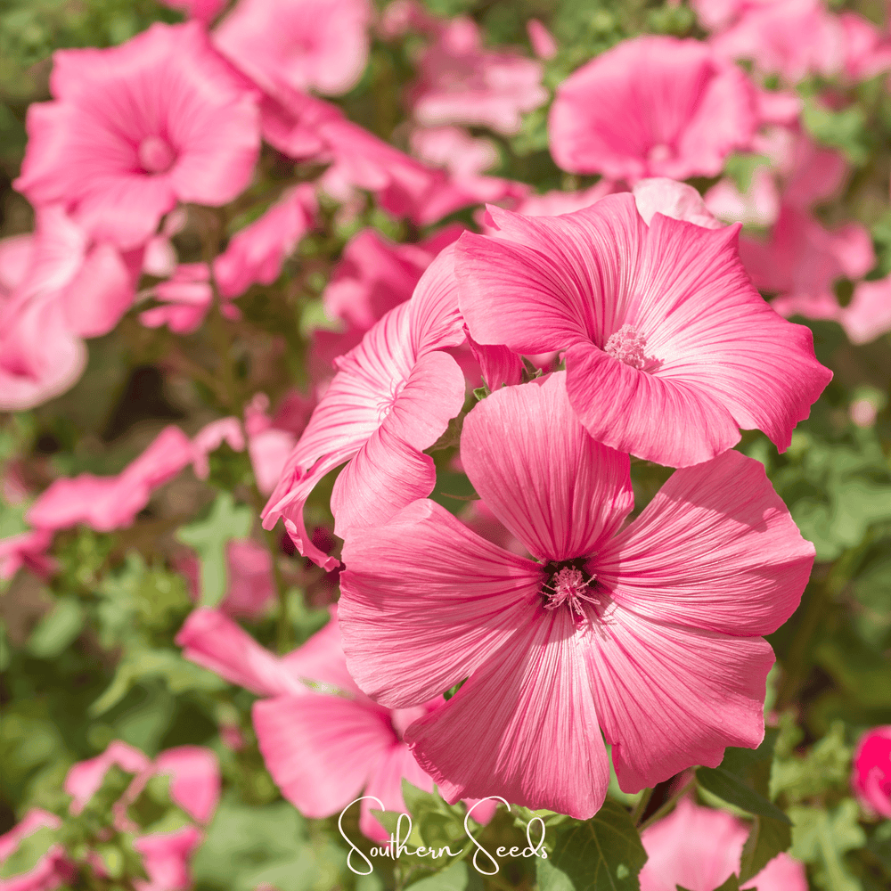 Loveliness Rose Mallow Seeds