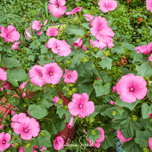 Loveliness Rose Mallow Seeds