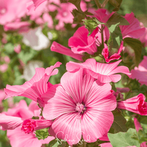Loveliness Rose Mallow Seeds
