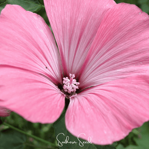 Loveliness Rose Mallow Seeds