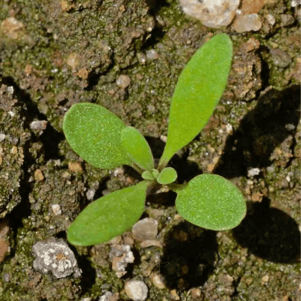 Royal Carpet Alyssum Seeds