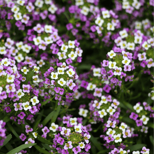 Royal Carpet Alyssum Seeds
