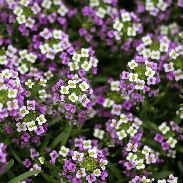Royal Carpet Alyssum Seeds