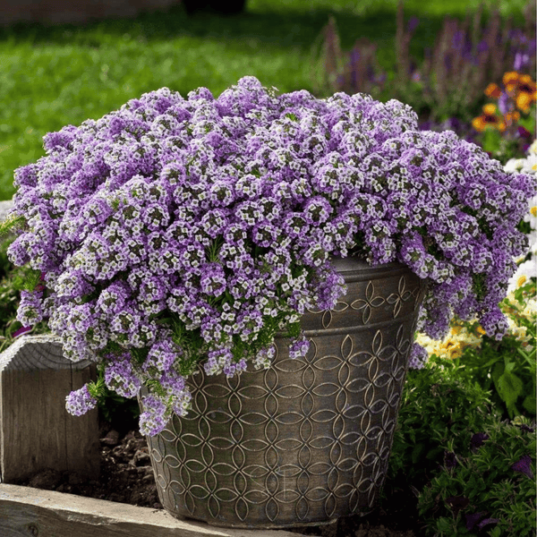 Royal Carpet Alyssum Seeds