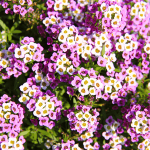 Royal Carpet Alyssum Seeds