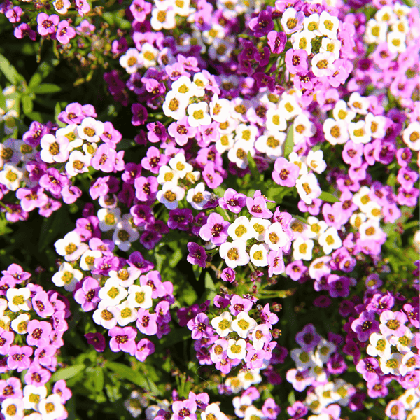 Royal Carpet Alyssum Seeds
